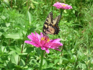 butterflyzinnia