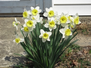 2_daffodils