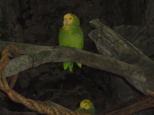 Parrots