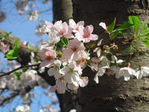 b.blossoms