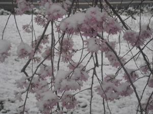 Another Weeping Cherry Picture