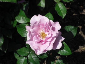 lavender_rose