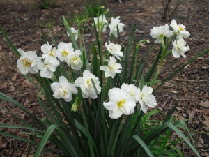 c.daffodil