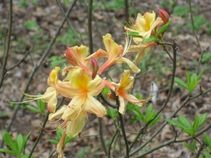 e.rhododendron